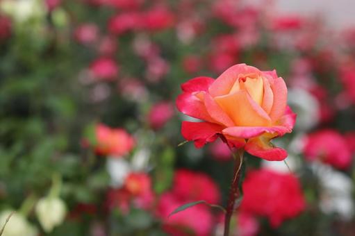 バラ園に咲く綺麗な薔薇を撮りました バラ園に咲く綺麗な薔薇を撮りましたの写真