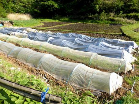 5月、種まきを終えた郊外の畑風景 畑,田畑,農業の写真素材