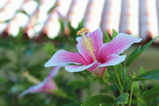 ピンクの花 ピンクの花の写真