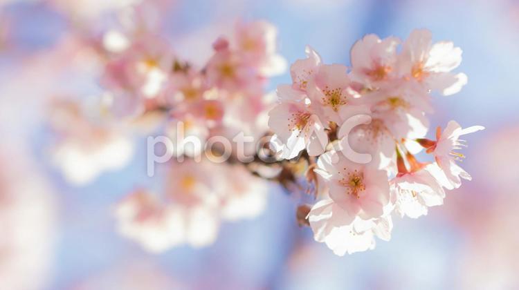 庭に咲いたたくさんの早咲きの桜 桜,花,全盛期の写真素材