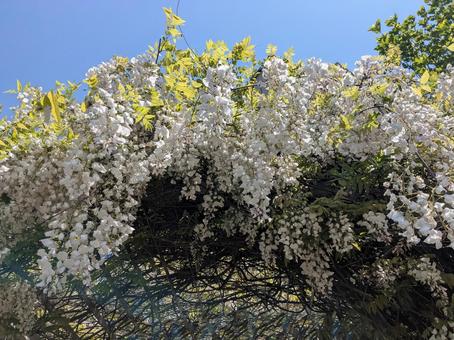 藤の花 白 藤の花 白の写真