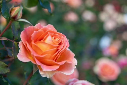 バラ園・美しいオレンジ色の秋バラ バラ園・美しいオレンジ色の秋バラ バラ,薔薇,バラ園の写真素材