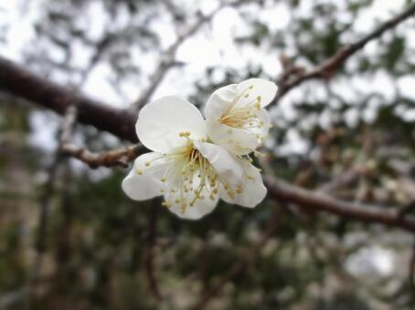 White plum, ameixa, flor, planta, JPG