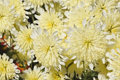 黄色い菊 菊,黄色,クリーム色の写真素材