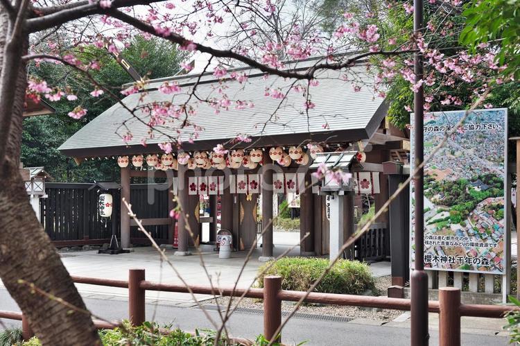 櫻木神社の神門と桜 櫻木神社,千葉県野田市,神社仏閣の写真素材