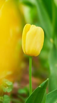 ビタミンカラー一輪の黄色いチューリップ チューリップ,黄色,花の写真素材