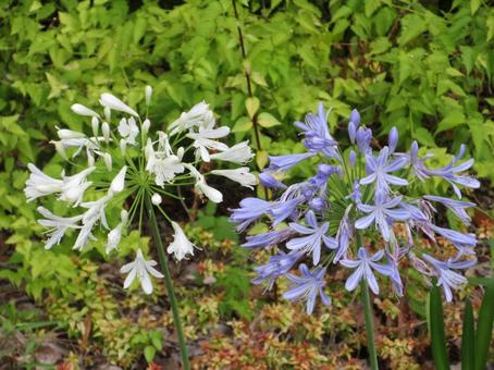 白と紫色のアガパンサス 白と紫色のアガパンサス アガパンサス,ムラサキクンシラン,花の写真素材