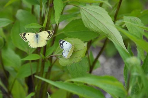 Colias, JPG