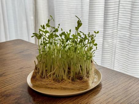 やさしい光に包まれた豆苗の再生栽培 豆苗,再生栽培,エコライフの写真素材