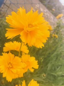黄色の花 黄色の花の写真