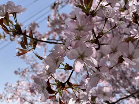 桜 植物,桜,綺麗の写真素材