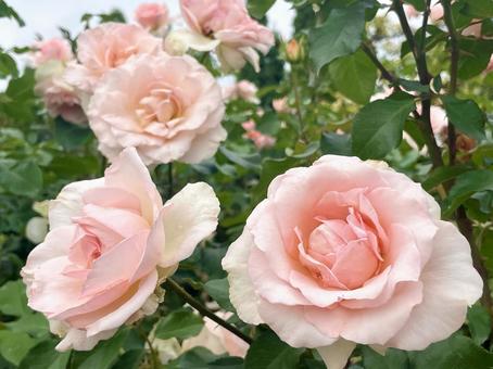 ピンク色のバラ(薔薇、ばら) ピンク色のバラ(薔薇、ばら) 春,秋,バラの写真素材