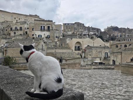 南イタリア　マテーラ　猫 猫,マテーラ,イタリアの写真素材