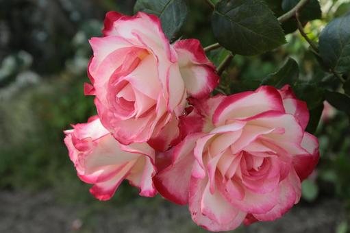 バラ園にてカラフルな薔薇を撮りました バラ園にてカラフルな薔薇を撮りました 花,薔薇,自然の写真素材