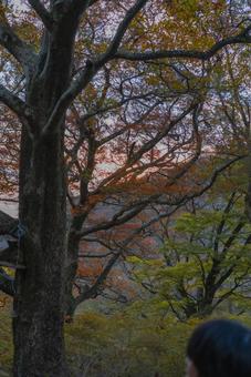秋色に染まる森の木々 秋,紅葉,森の写真素材