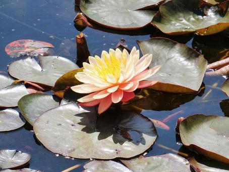 水面に浮かぶ睡蓮の花1の写真