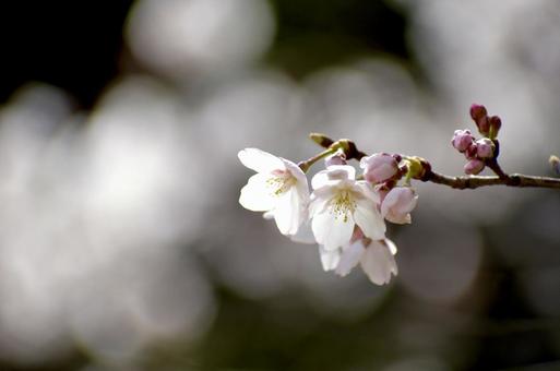 桜 桜の写真