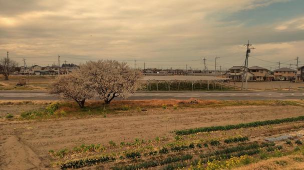 Photo, field, plum tree, plum blossom, 