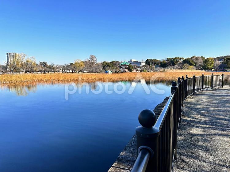 上野公園　不忍池　台東区上野　池　冬 上野公園,不忍池,台東区上野の写真素材