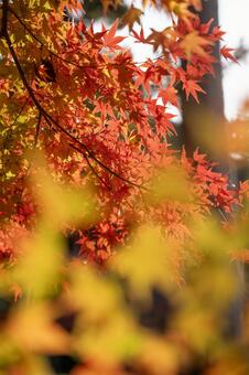 紅葉 紅葉,秋,もみじの写真素材