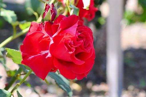 薔薇 サマンサ 薔薇 サマンサの写真