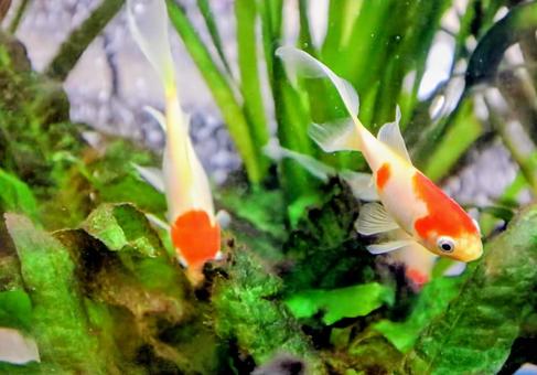 アカイサキ アカイサキの写真