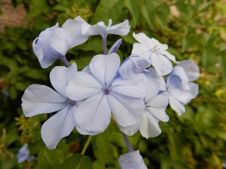 【花の写真】ルリマツリ（瑠璃茉莉） ルリマツリ,瑠璃茉莉,植物の写真素材