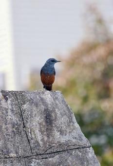 石塀の上のイソヒヨドリ 石塀の上のイソヒヨドリ イソヒヨドリ,鳥,オスの写真素材