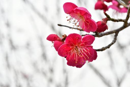 梅の花 梅,花,春の写真素材