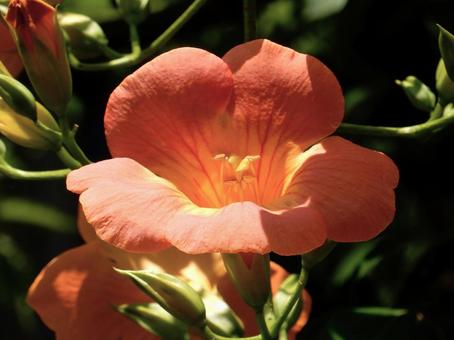 【花の写真】ノウゼンカズラの写真