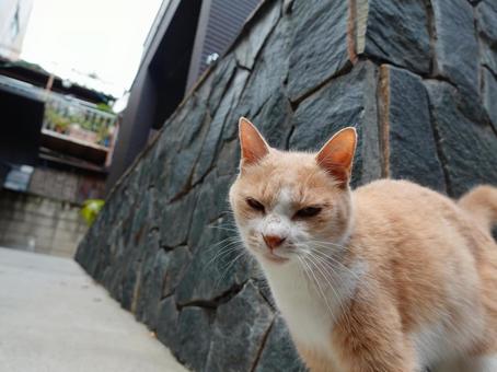 睨む猫 睨む猫の写真