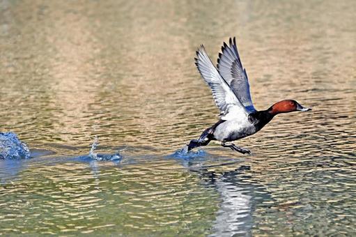 ホシハジロ走る ホシハジロ,水鳥,野鳥の写真素材