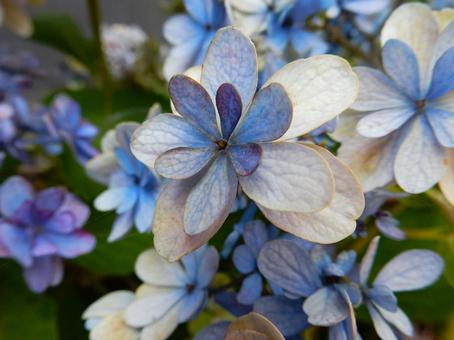 [Flower photo] Hydrangea flower, JPG