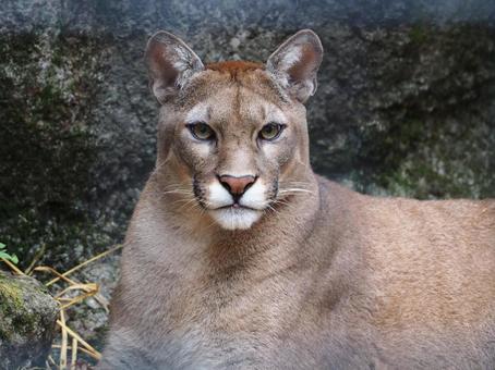 ピューマ ピューマ,クーガー,動物の写真素材