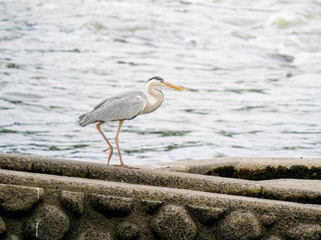 水辺のアオサギ 水辺のアオサギ サギ,アオサギ,野鳥の写真素材