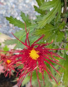 嵯峨菊　菊 嵯峨菊,秋,赤の写真素材