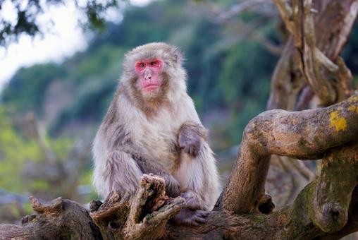 嵐山モンキーパークの猿 嵐山モンキーパーク,ニホンザル,サルの写真素材