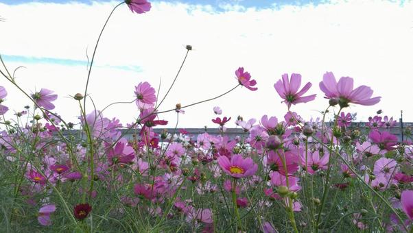 コスモス畑 コスモス畑 コスモス,コスモス畑,花の写真素材
