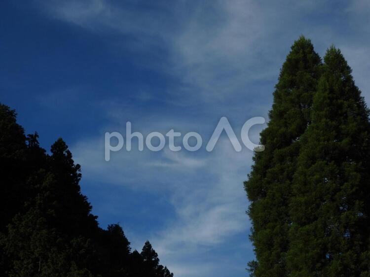 青空と森のイメージ 青空,空,雲の写真素材