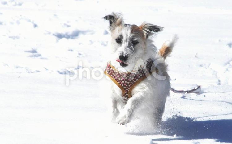 犬 動物,ジャックラッセル,雪の写真素材