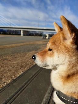 遠くを見つめる柴犬の横顔です! 遠くを見つめる柴犬の横顔です! 犬,シバ,shibainuの写真素材