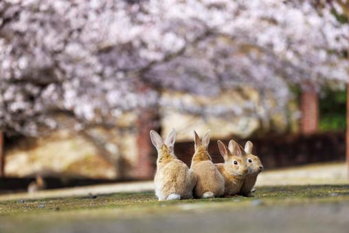 大久野島の兎 大久野島の兎 うさぎ,大久野島,子うさぎの写真素材