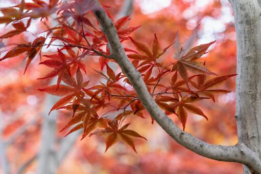 紅葉 紅葉の写真