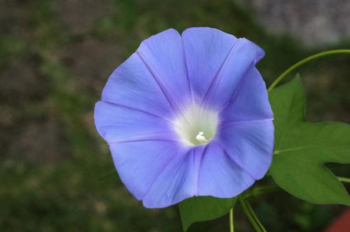 アサガオの花の写真