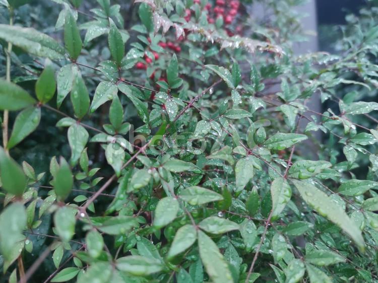 雨に濡れる庭木 雨,庭,庭木の写真素材