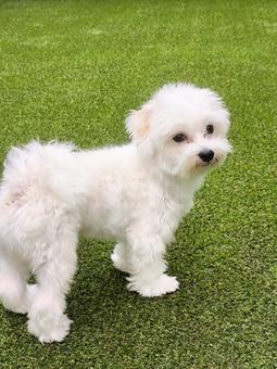 マルチーズ マルチーズ 犬,ペット,ワンコの写真素材