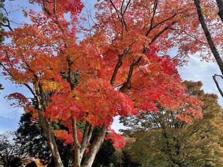 紅葉 紅葉の写真