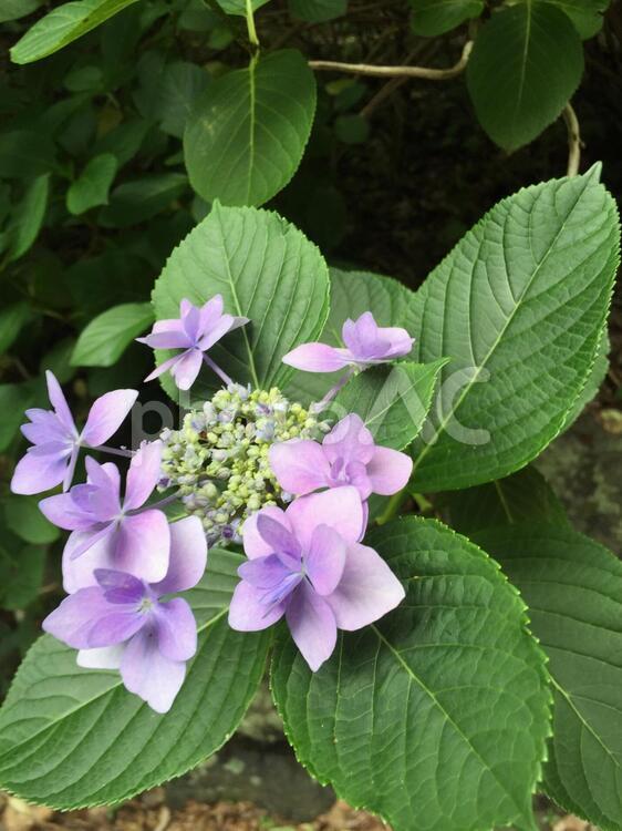 ガクアジサイ ガクアジサイ,アジサイ,紫の花の写真素材