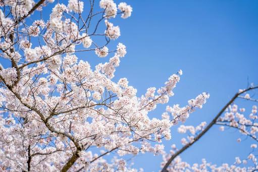 満開の桜と青空 満開の桜と青空 桜,春,満開の写真素材