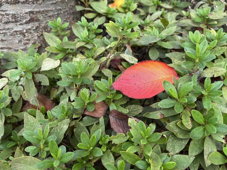 赤い桜の落ち葉 桜の葉,落ち葉,赤の写真素材